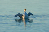 Common Loon 02.jpg