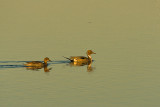 Ducks 04.jpg