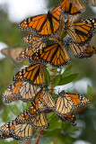 Monarch Gathering