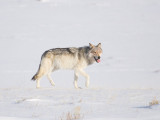 Gray Wolf Male