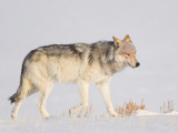 Gray Wolf Male
