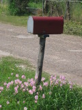 Mailbox & Buttercups