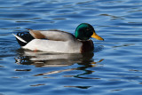 Mallard Drake