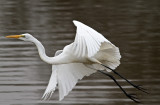 Great Egret