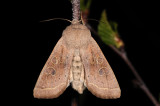 Common Quaker, Orthosia cerasi, Rdgul forrsugle 3