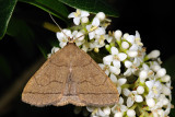 Fan-foot, Zanclognatha tarsipennalis 1