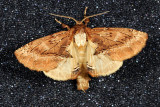 Coxcomb Prominent, Ptilodon capucina, Kamelspinder 1