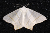 Swallow-tailed Moth, Ourapteryx sambucaria, Natsvalehale 1
