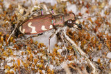 Northern dune tiger beetle, Cicindela hybrida, Brun sandspringer 1