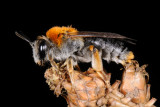 Early Mining Bee, Andrena haemorrhoa, female 2