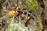 Common Wasp, Vespula vulgaris, Almindelig gedehams 3