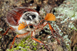 Common cockchafer, Melolontha melolontha, Almindelig oldenborre 4