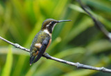 Purple-throated Woodstar2