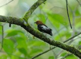 Club-winged Manakin3