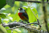 Toucan Barbet