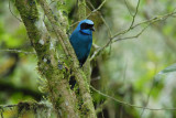 Turquoise Jay4