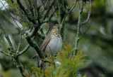 Swainsons Thrush