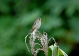 Black-and-white Seedeater