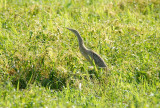 Pinnated Bittern