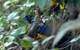 Hooded Mountain-Tanager