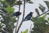 White-capped Tanager