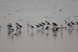 Black-necked Stilt