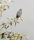Plain-coloured Seedeater
