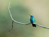 Sparkling Violetear