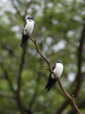 Blue-and-white Swallow