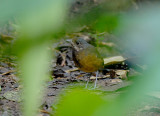 Moustached Antpitta