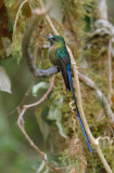 Violet-tailed Sylph