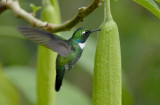 White-throated Wedgebill