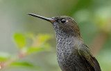 Hoary Puffleg