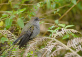 Hoary Puffleg