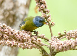 Moss-backed Tanager