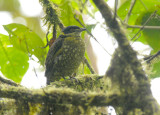 Scaled Fruiteater