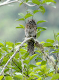 Andean Potoo