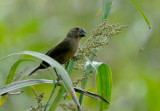 Black-billed Seedfinch