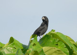 Black-billed Seedfinch