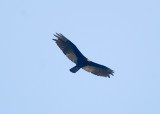 Greater Yellow-headed Vulture