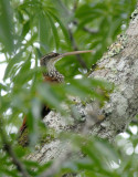 Long-billed Woodcreeper