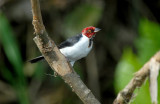 Red-capped Cardinal2