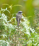 White-browed Chat-Tyrant