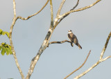 White-tailed Kite