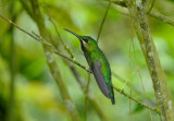 Black-throated Brilliant