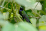 Black-throated Brilliant