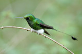 Booted Raquettail