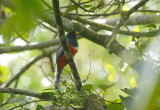 Collared Trogon