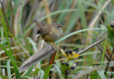 Sedge Wren