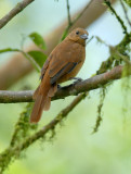 White-lined Tanager